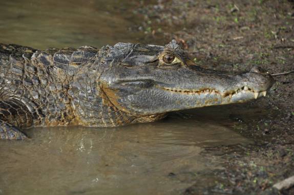 Um grande jacaré no Hato El Cedral, na região dos llanos venezuelanos, perto da cidade de Mantecal
